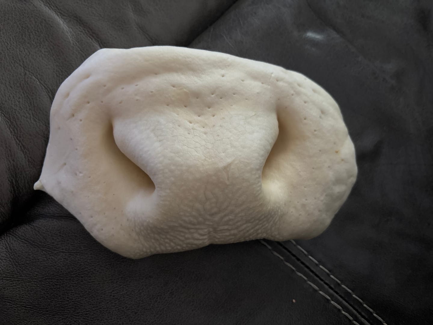 Customer photo review of Vrac Nature's Own - Museau de Boeuf pour chien