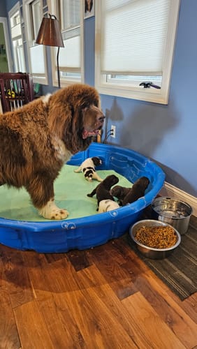 Customer photo review of Potty Buddy™ - The Durable Leak-Free Potty Pad