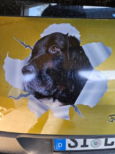 Customer photo review of Peeking photo – Personalized Car Sticker
