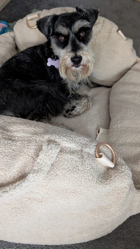 Customer photo review of The Cosy Car Seat