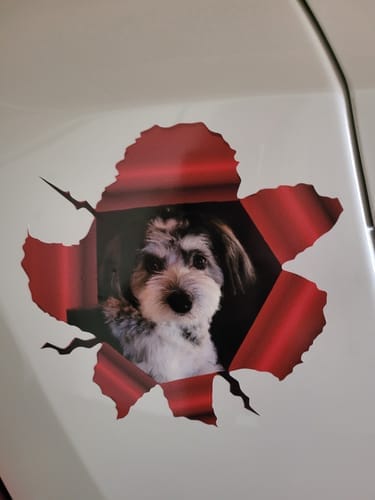 Customer photo review of Peeking photo – Personalized Car Sticker