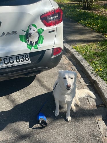 Customer photo review of Peeking photo – Personalized Car Sticker
