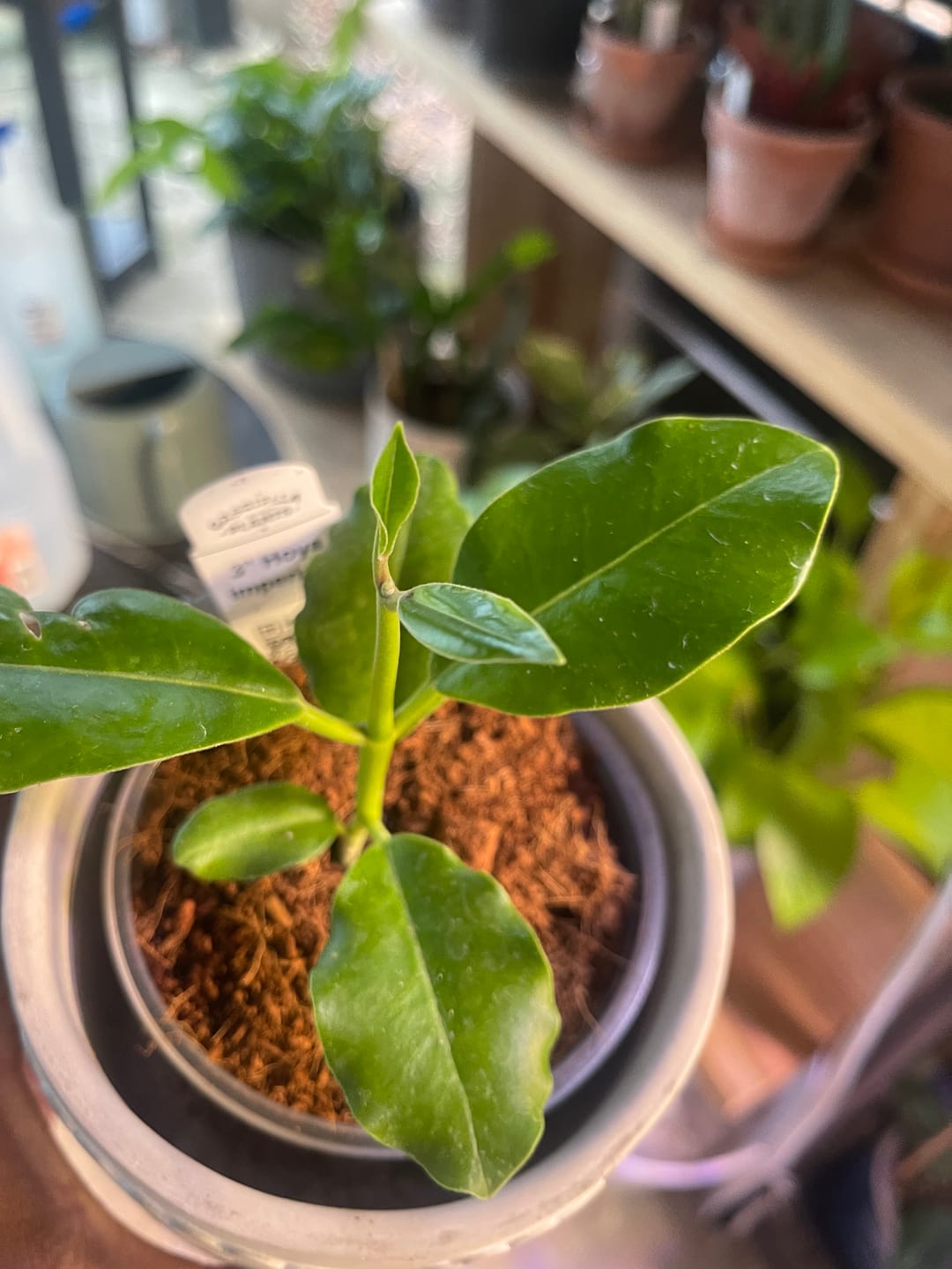 Customer photo review of Hoya imperialis
