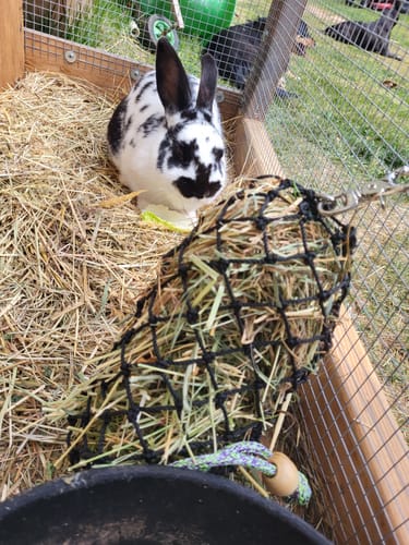 Customer photo review of Hay Chix® Fun Foraging Net