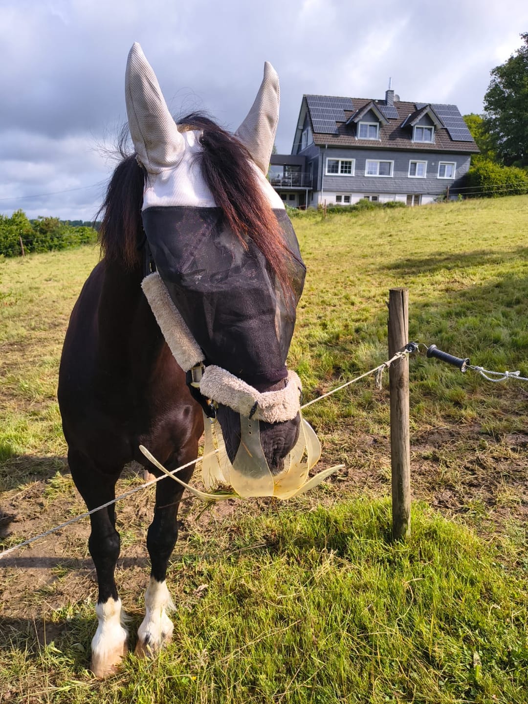 Customer photo review of ThinLine Flexible Fressbremse