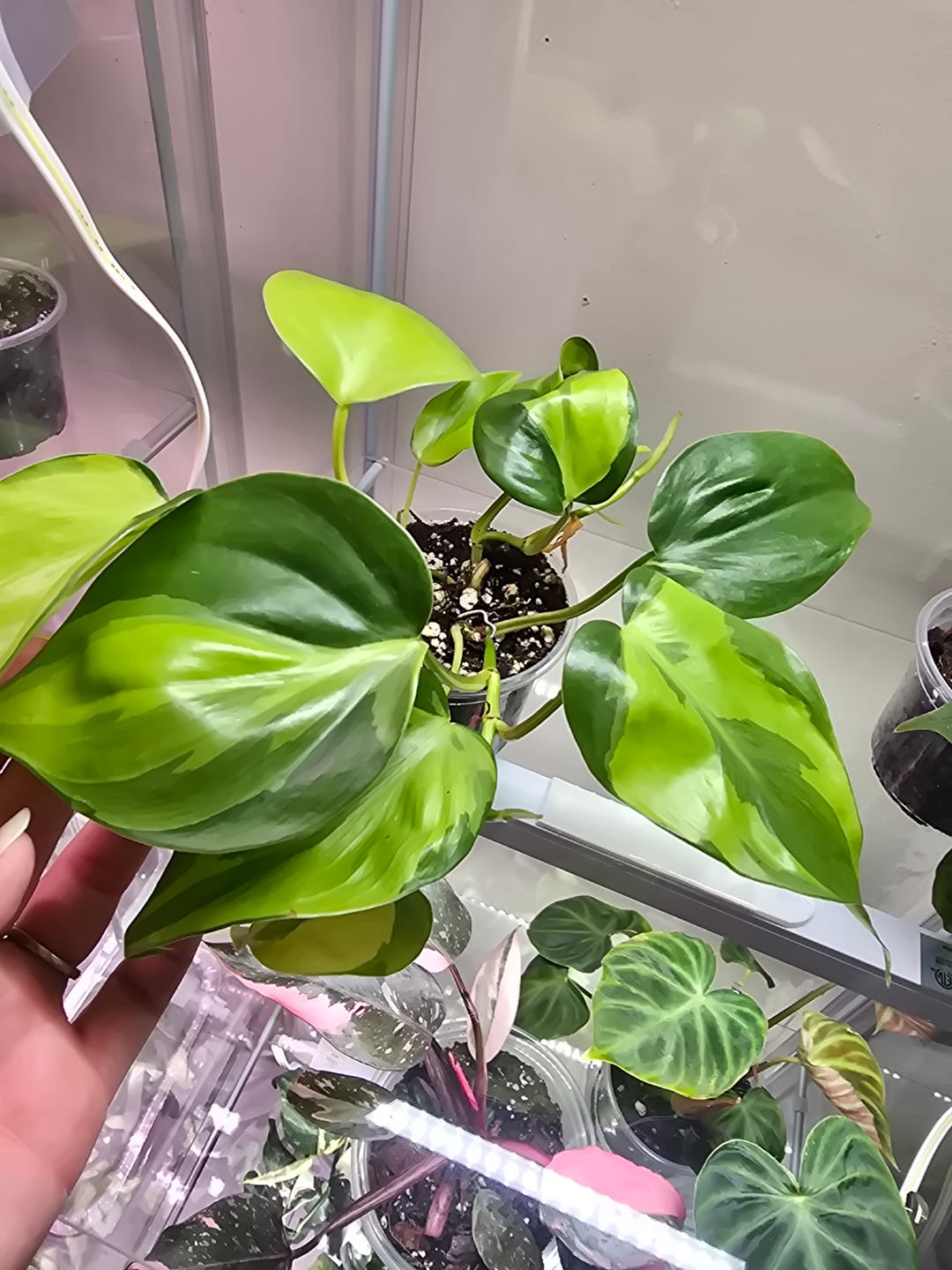 Customer photo review of Philodendron hederaceum 'Carnival'