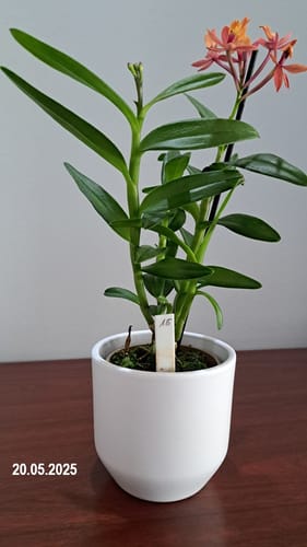 Customer photo review of Übertopf One in verschiedenen Farben (9cm Töpfe)