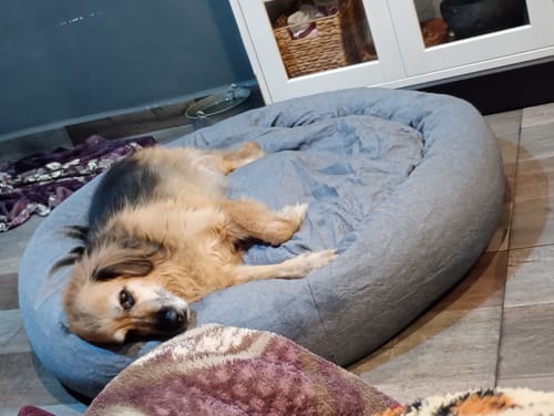 Customer photo review of Cama Antiestrés para Perros Lino