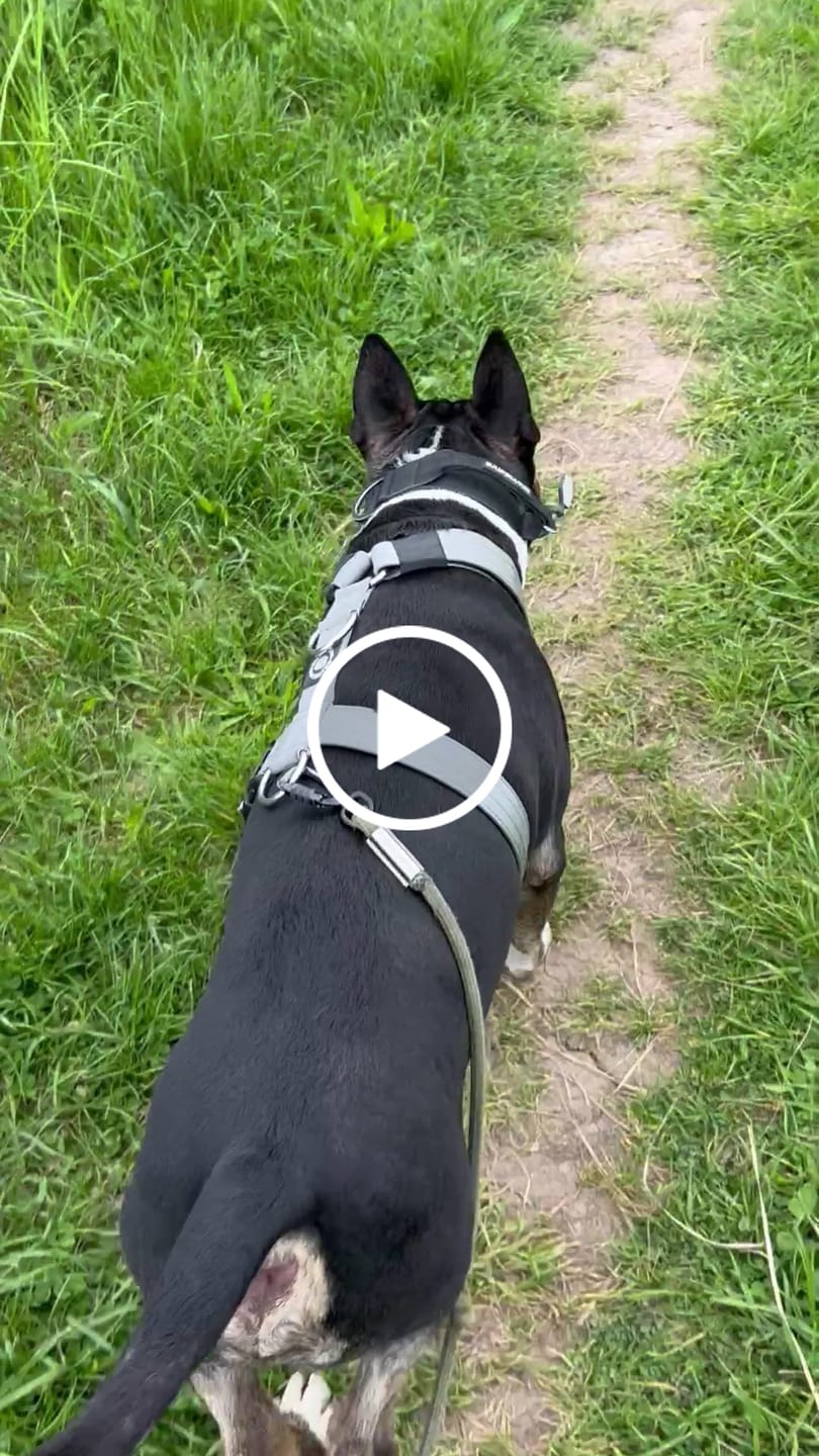 Customer video review of Training Anti Pull TRI-Harness® | M-XL Breeds - Metal Grey