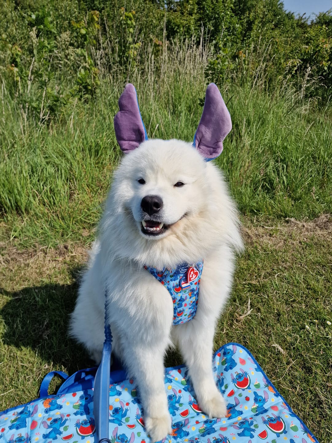 Customer photo review of Disney© Tough Trails™ Harness - Stitch's Fruit Fiesta