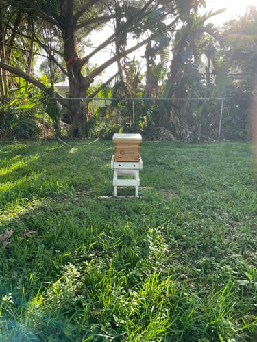 Customer photo review of BeeCastle Hives Cedar Wood 8 Frame 3 Layer Langstroth Bee Hive Coated with 100% Beeswax Includes Beehive Frames and Waxed Foundations(2 Deep Brood Bee Boxes and 1 Super Medium Box)