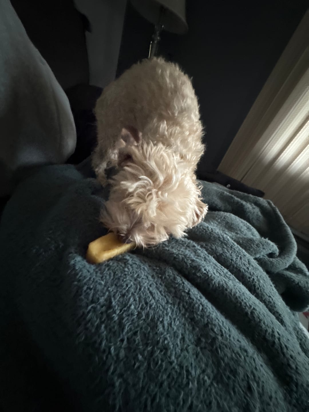 Customer photo review of Himalayan Yak Chew (SMALL)