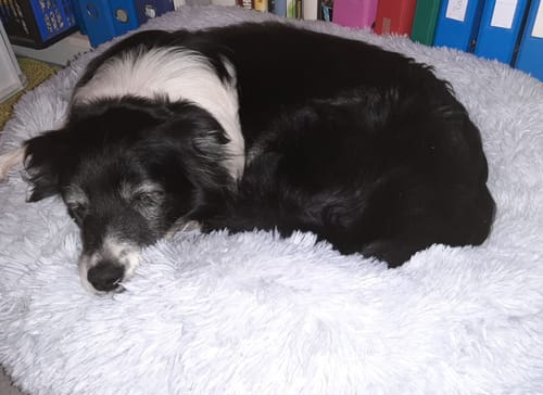 Customer photo review of Hundebett Fluffy Plus - Das Original