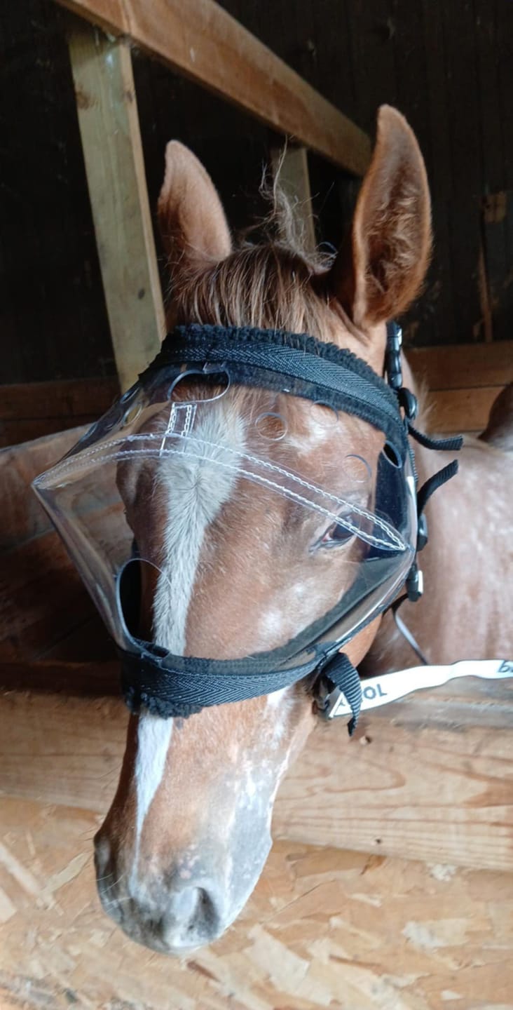 Customer photo review of Recovery Vizor - Clear UV Tint