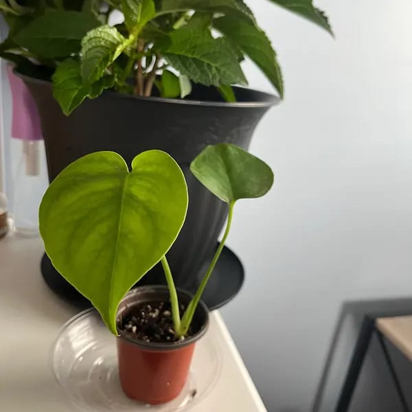 Customer photo review of Monstera Deliciousa Live Indoor Plant, Easy Care Low Light Houseplant, Air Purifier Monstera Gift Plant Mother's Day Pet Friendly Plant