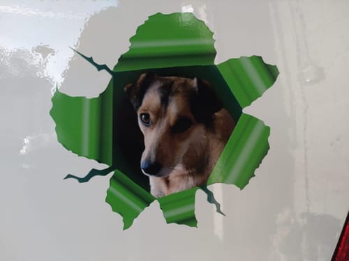 Customer photo review of Peeking photo – Personalized Car Sticker