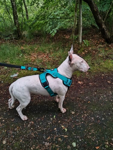 Customer photo review of 1.4m Swivel Combat Lead | Anti-Tangle & Secure Clip - Turquoise