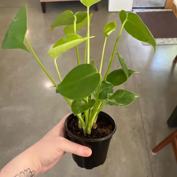Customer photo review of Monstera Deliciousa Live Indoor Plant, Easy Care Low Light Houseplant, Air Purifier Monstera Gift Plant Mother's Day Pet Friendly Plant