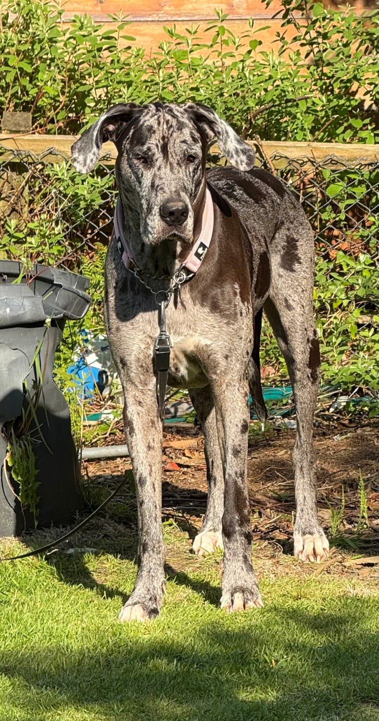 Customer photo review of Martingale collar - Pink
