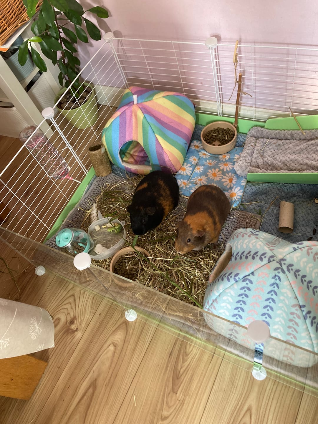 Customer photo review of Pee Pad | Daisy