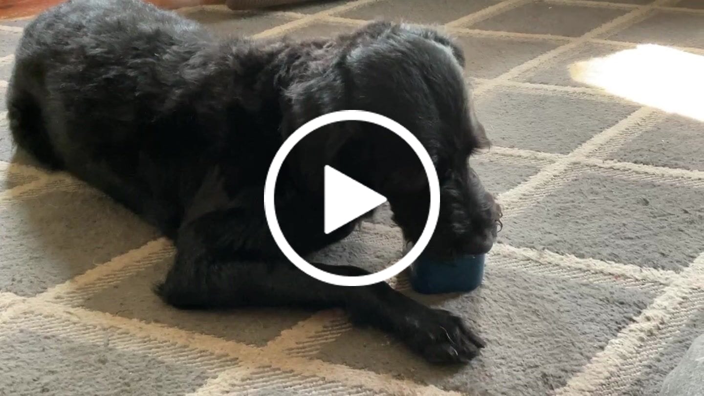 Customer video review of Freezbox - Super Tough Treat Toy