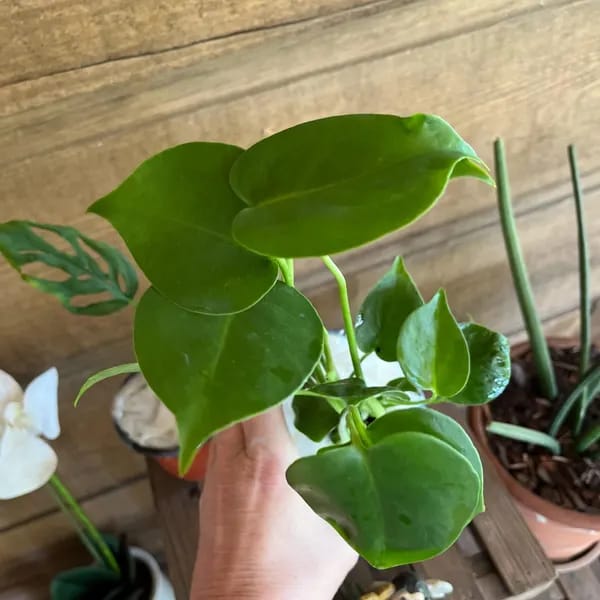 Customer photo review of Monstera Deliciousa Live Indoor Plant, Easy Care Low Light Houseplant, Air Purifier Monstera Gift Plant Mother's Day Pet Friendly Plant