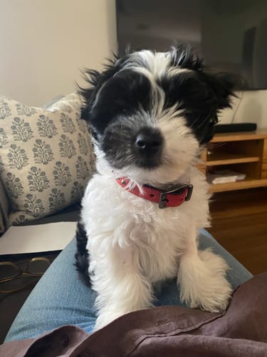 Customer photo review of Hand Made Leather Dog Collar - Ruthless Red & Black (Slim Fit)