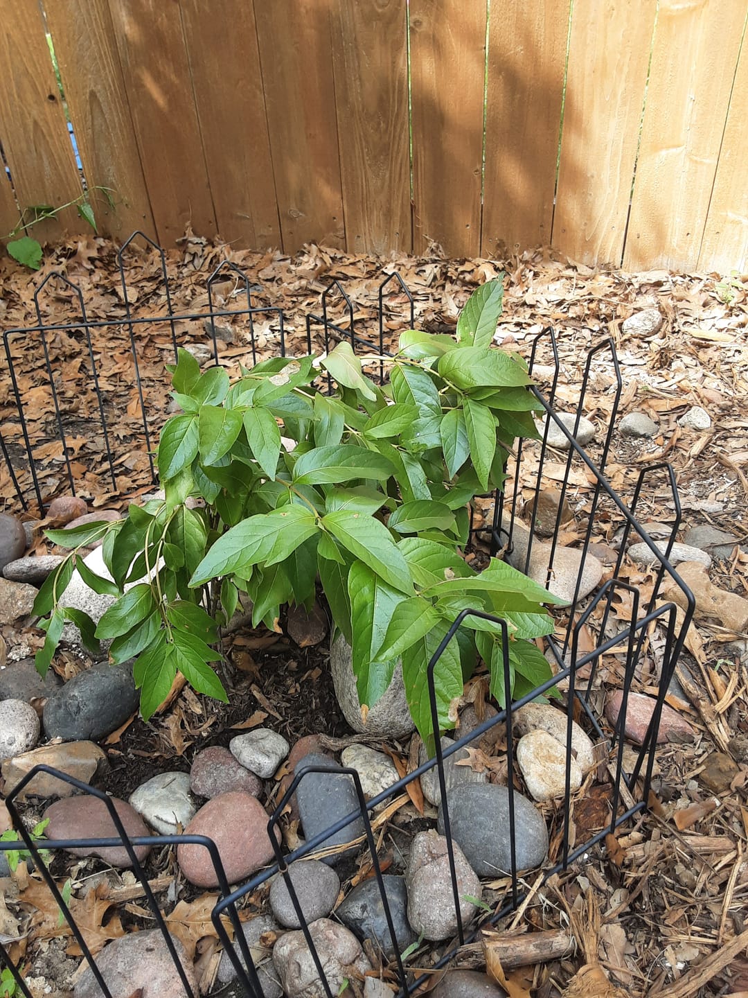 Customer photo review of Buttonbush