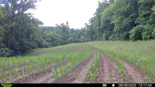 Customer photo review of Quick Trip Attribute II Sweet Corn (Roundup Ready)