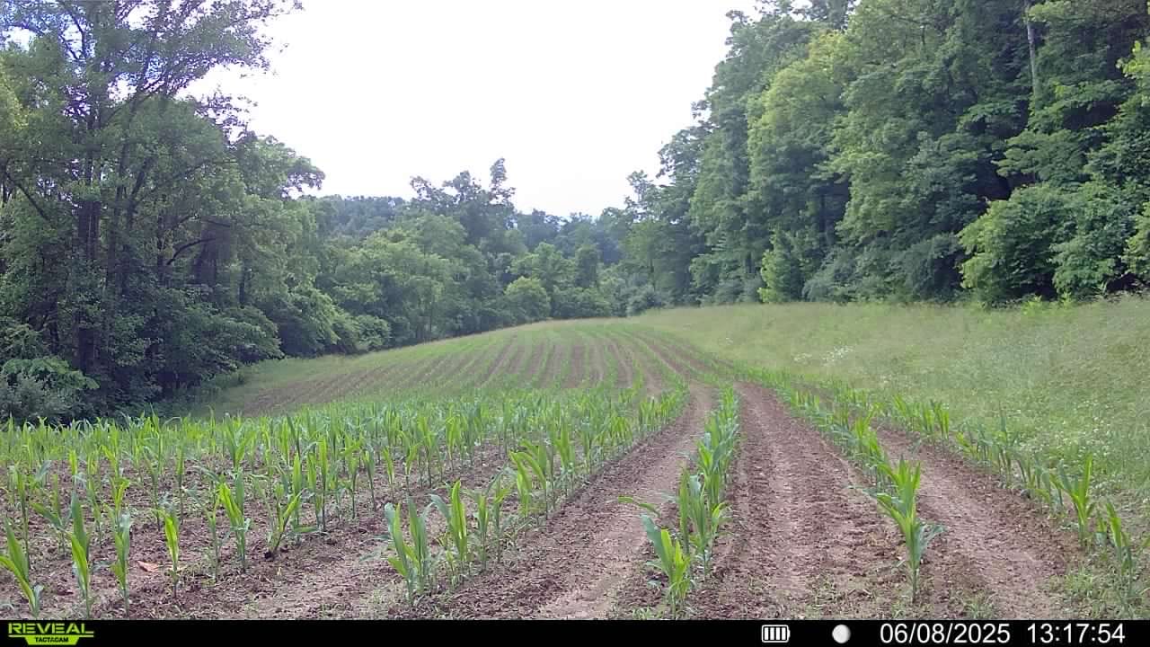 Customer photo review of Quick Trip Attribute II Sweet Corn (Roundup Ready)