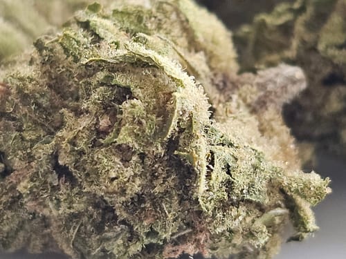 Customer photo review of THCA Queen