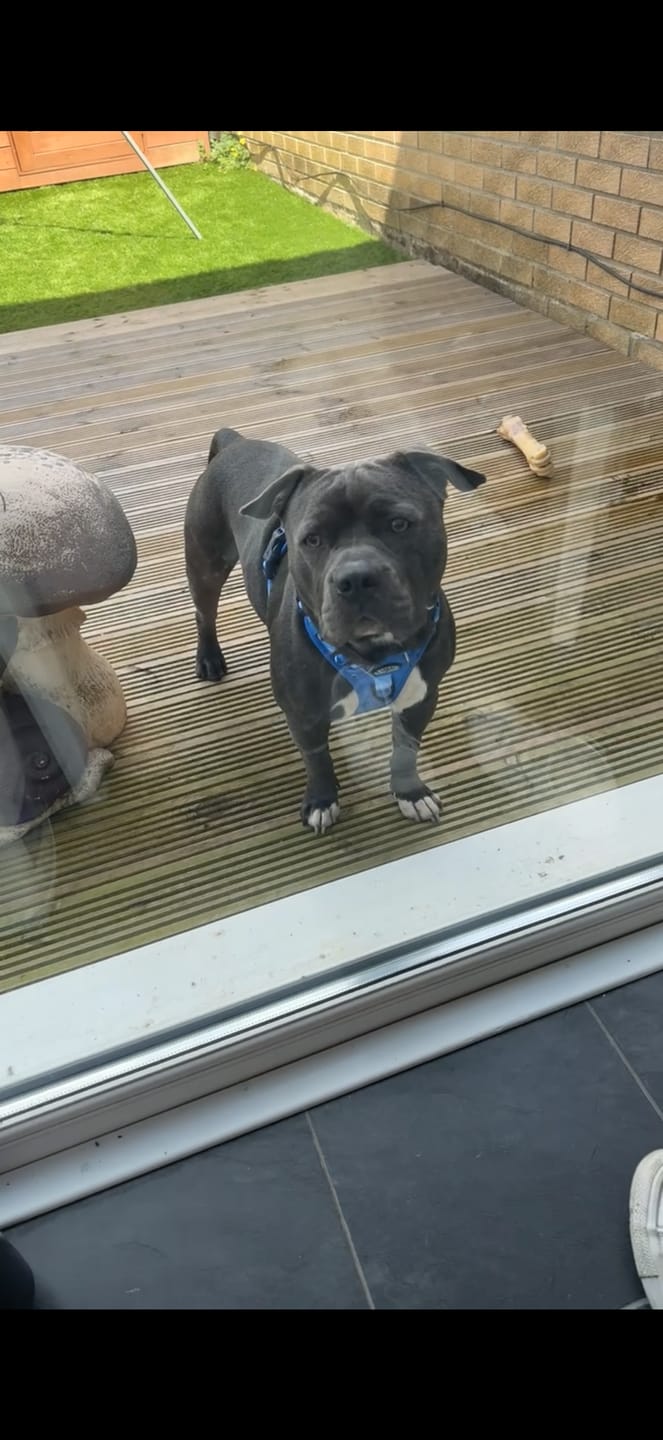 Customer photo review of Tough Trails™ Harness - Walkies Ready® Cornflower Blue