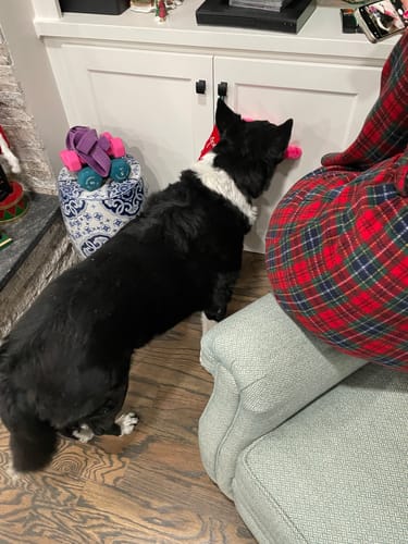 Customer photo review of Pain Relief