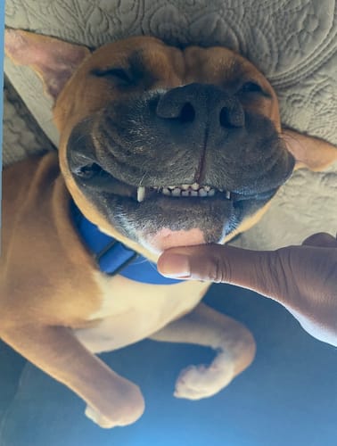 Customer photo review of Blue Bully Proof Collar
