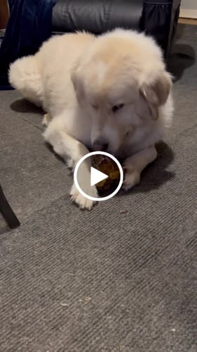 Customer video review of Large Ostrich Cane (11.5" x 5"): The Ultimate Long-Lasting Chew for Medium, Large & XL Dogs