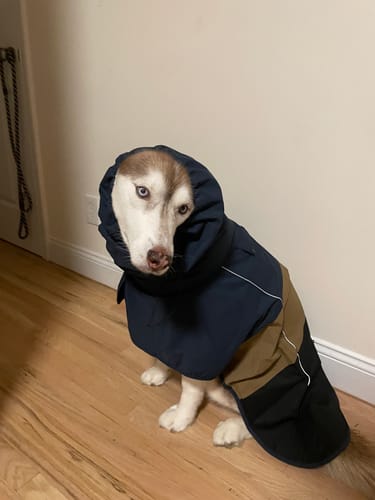 Customer photo review of Breatheshield™ Dog Raincoat (Multi-Color)