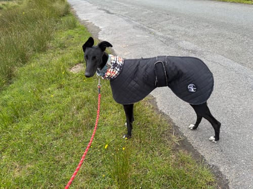 Customer photo review of Oslo - Quilted Waterproof Sighthound Coat with Harness Hole