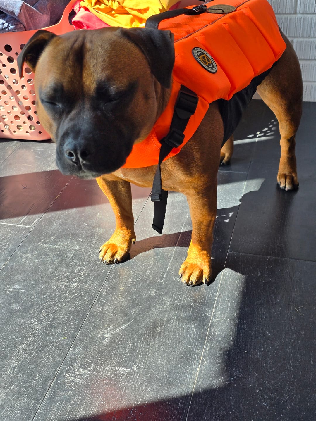 Customer photo review of Staffordshire Bull Terrier 1935® Life Jacket - Neon Orange