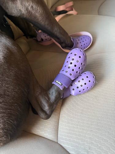 Customer photo review of WagWellies® Mojave