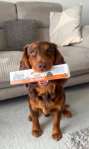 Customer photo review of Bugalugs Pre & Probiotic Digestive Paste for Dogs & Cats (30ml)