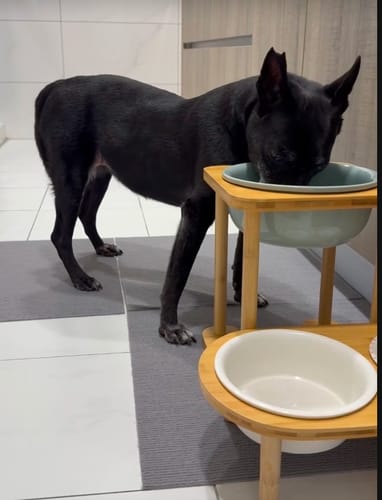 Customer photo review of 羅馬柱架陶瓷飛碟寵物碗 平架寵物碗 護頸碗架 加大碗架 單碗 雙碗