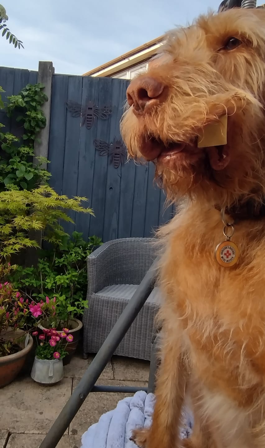 Customer photo review of Addison's Disease Dog Tag