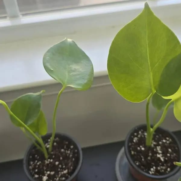 Customer photo review of Monstera Deliciousa Live Indoor Plant, Easy Care Low Light Houseplant, Air Purifier Monstera Gift Plant Mother's Day Pet Friendly Plant