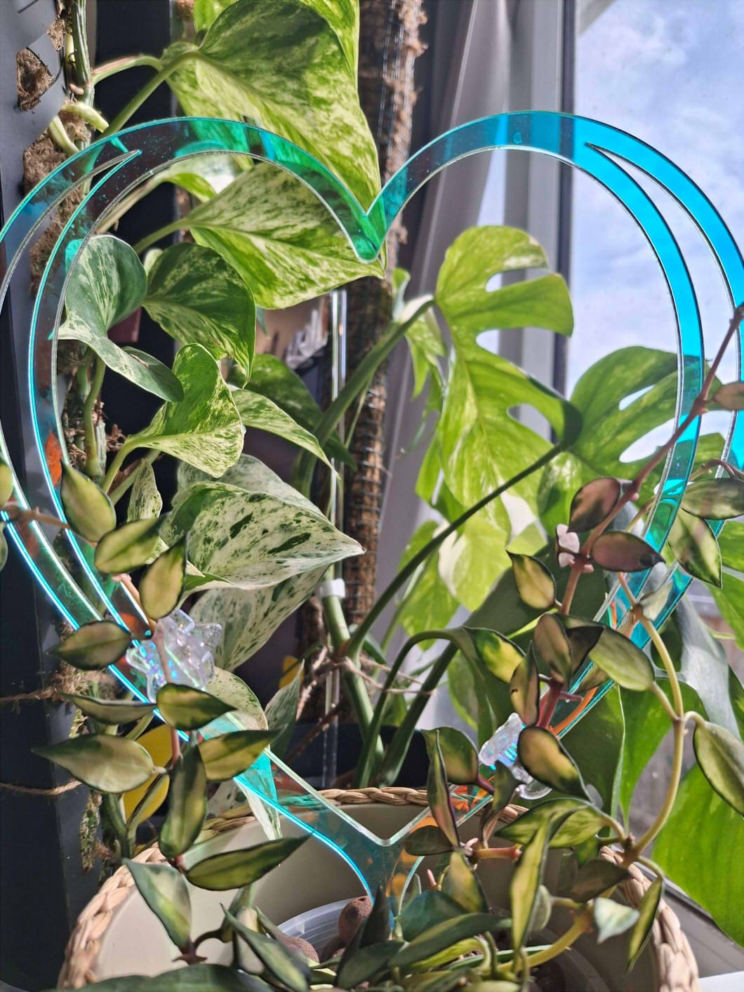 Customer photo review of Acrylic Plant Trellis - Extra Large
