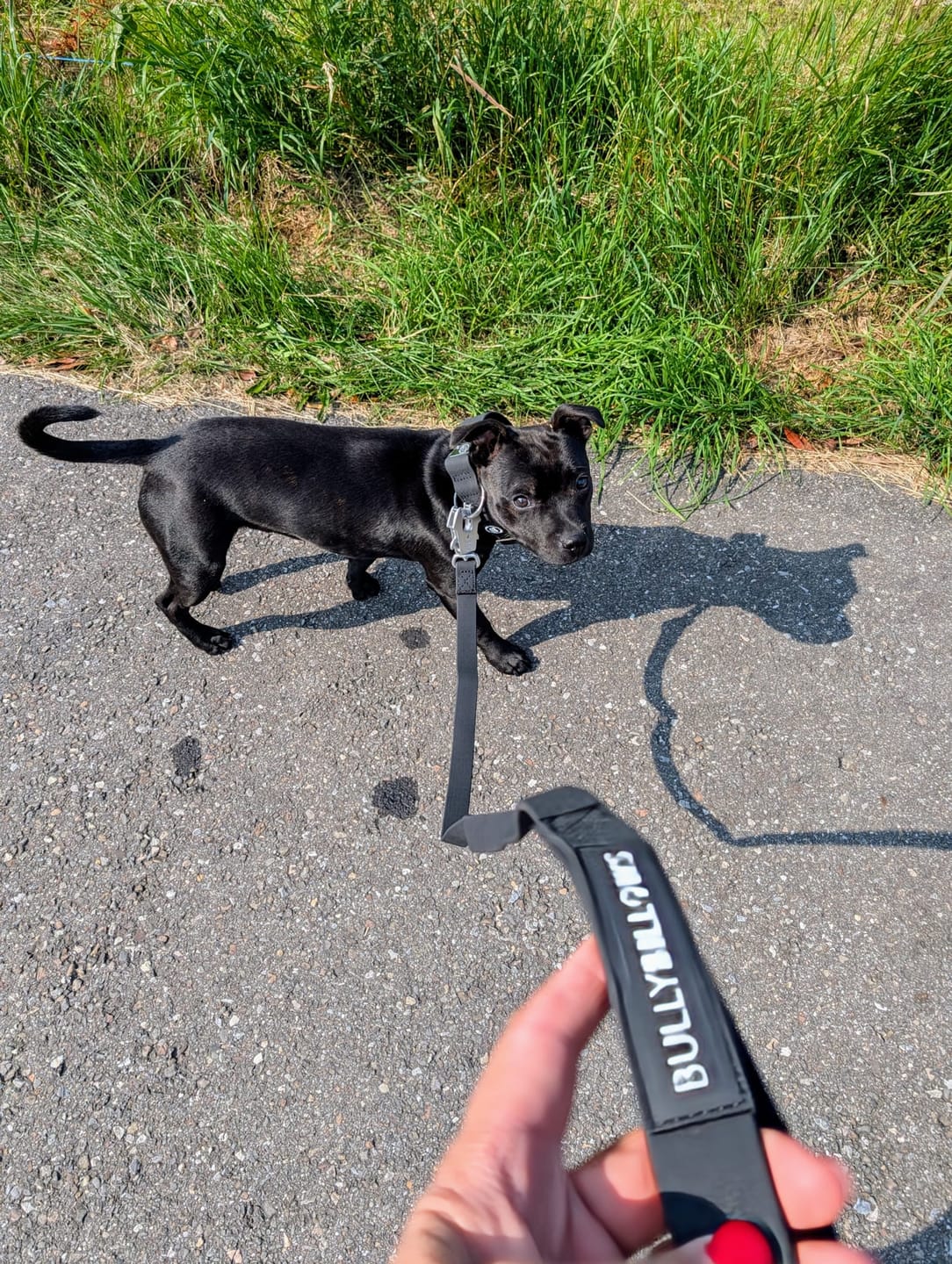 Customer photo review of 4cm Combat Billowthane® Collar | Waterproof - Platinum