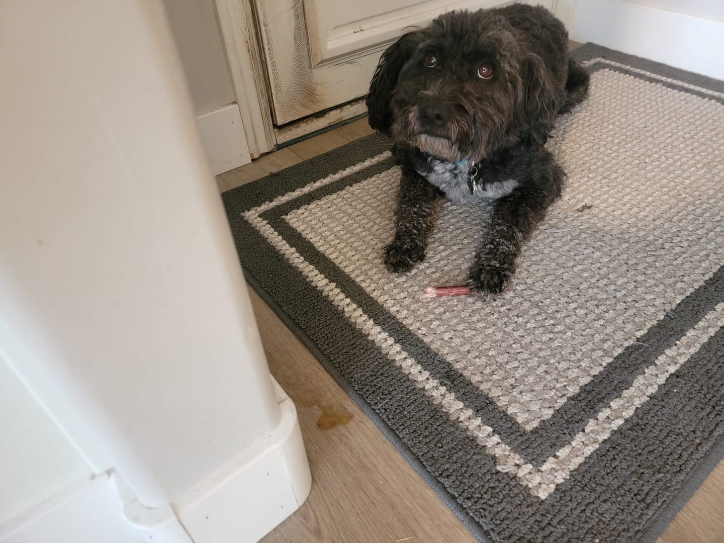 Customer photo review of 6 Inch Thin Bully Sticks