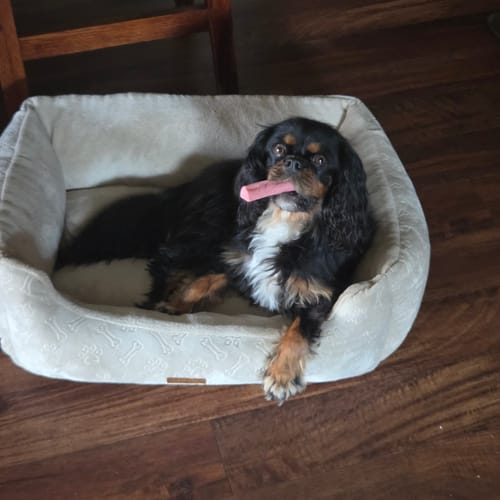 Customer photo review of Strawberry Yak Chews