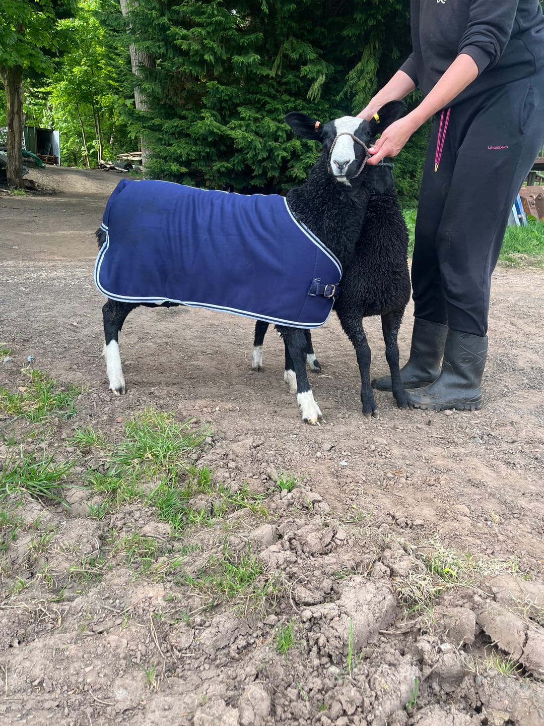 Customer photo review of Sheep Coat | Waterproof