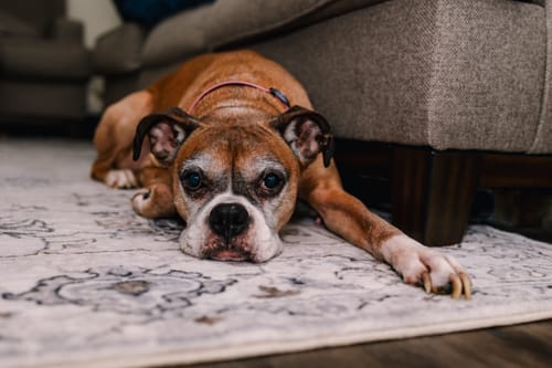 Customer photo review of Iron Paws Premium Dog Supplement