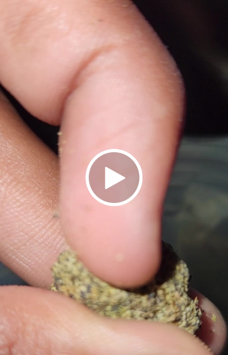 Customer video review of Permanant Chimera Exotic THCA